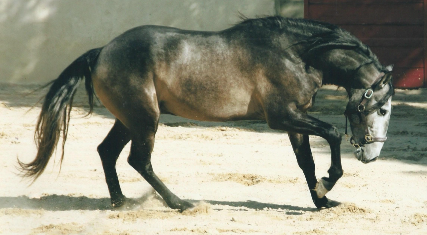 Domaine equestre du Vieil Amandier, promenade à cheval, cours de cheval, pension, le triangle d'or