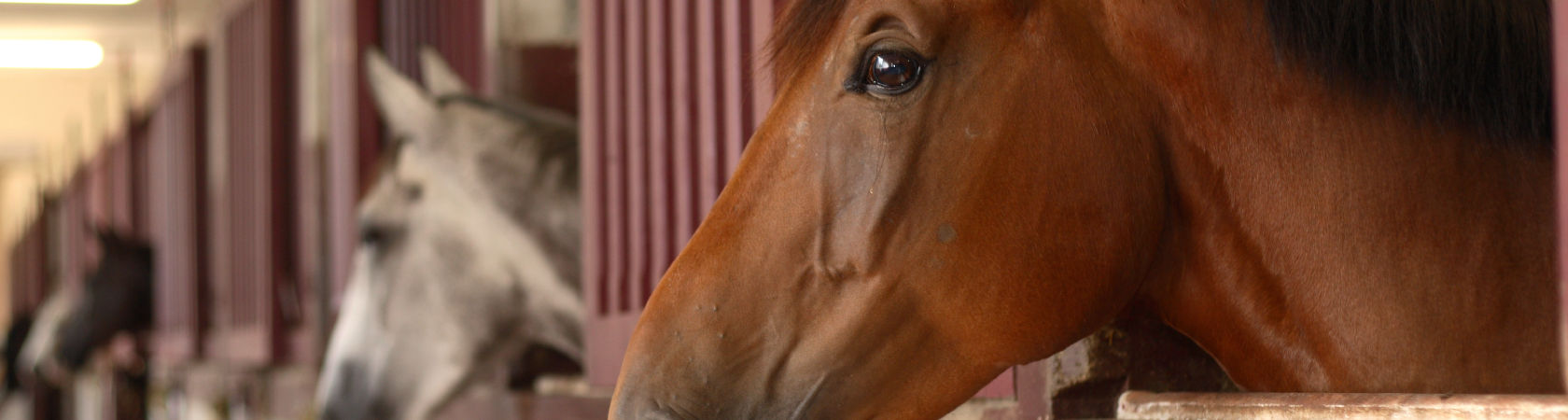 Domaine equestre du vieil amandier