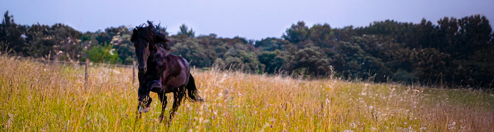 Domaine equestre du vieil amandier