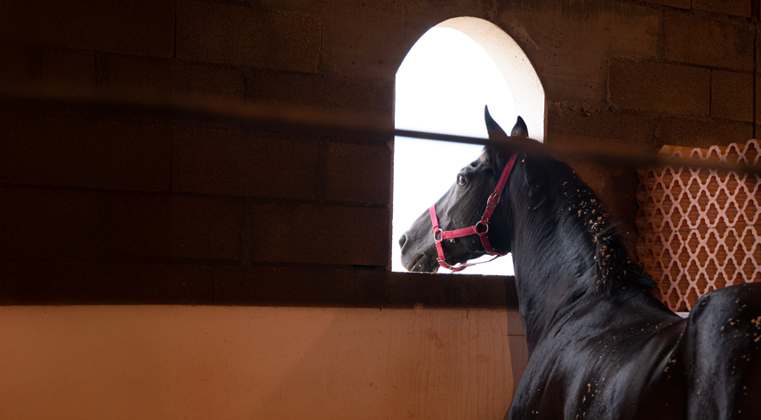 Domaine equestre du Vieil Amandier, promenade à cheval, cours de cheval, pension, le triangle d'or
