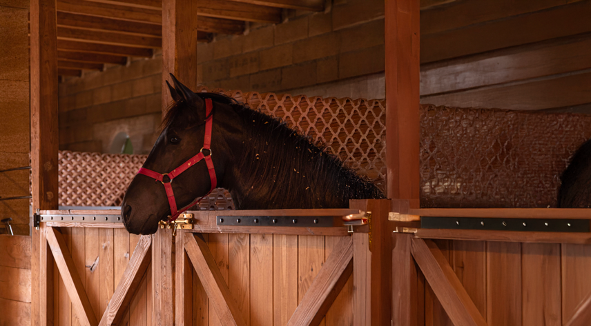 Domaine equestre du Vieil Amandier, promenade à cheval, cours de cheval, pension, le triangle d'or